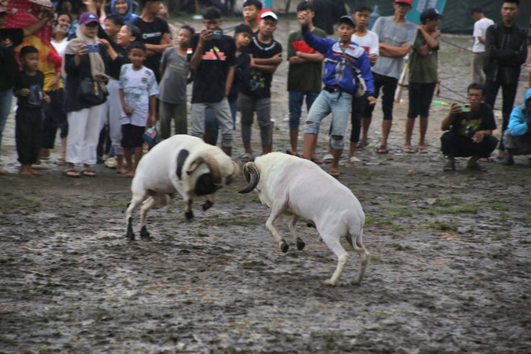 Piala Danrem Cup Sukses Digelar,  Ketangkasan Domba 