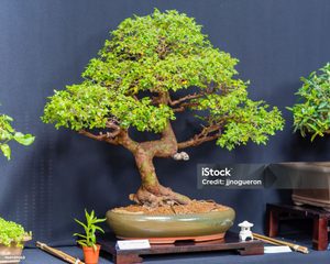 Pestival Bonsai Nasional Masuk Agenda HJKS, Diseponsori bank bjb Palabuhanratu.